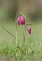 Snakes Head Fritillaries_Roger Hance